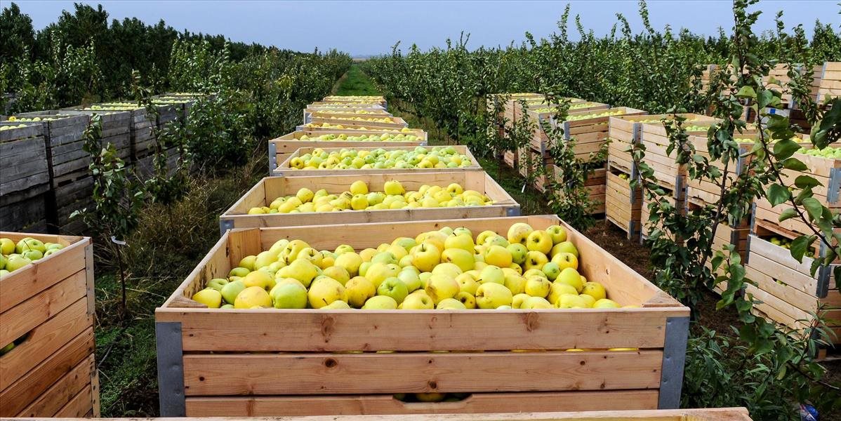 Poľsko je najväčším producentom jabĺk a višní v EÚ