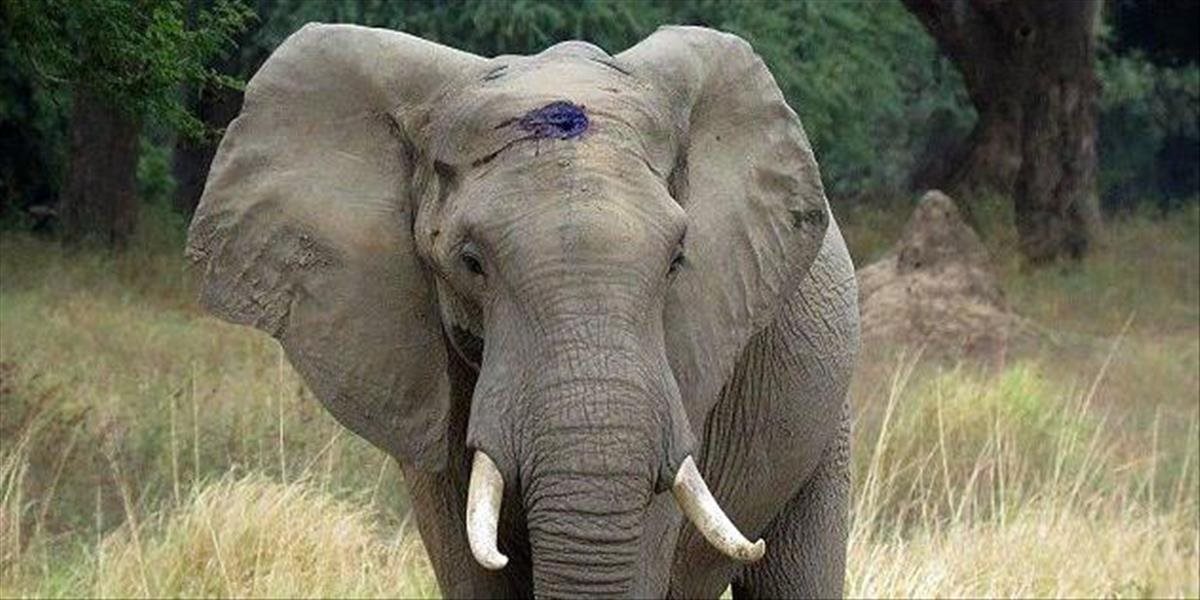 FOTO a VIDEO Pytliaci strelili slona do hlavy, našťastie prežil a sám vyhľadal záchranárov