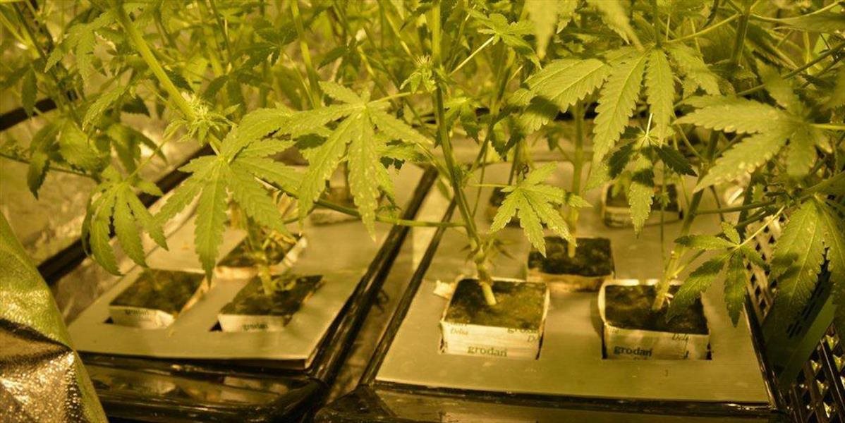 Trojica pestovateľov marihuany dostala po osem rokov