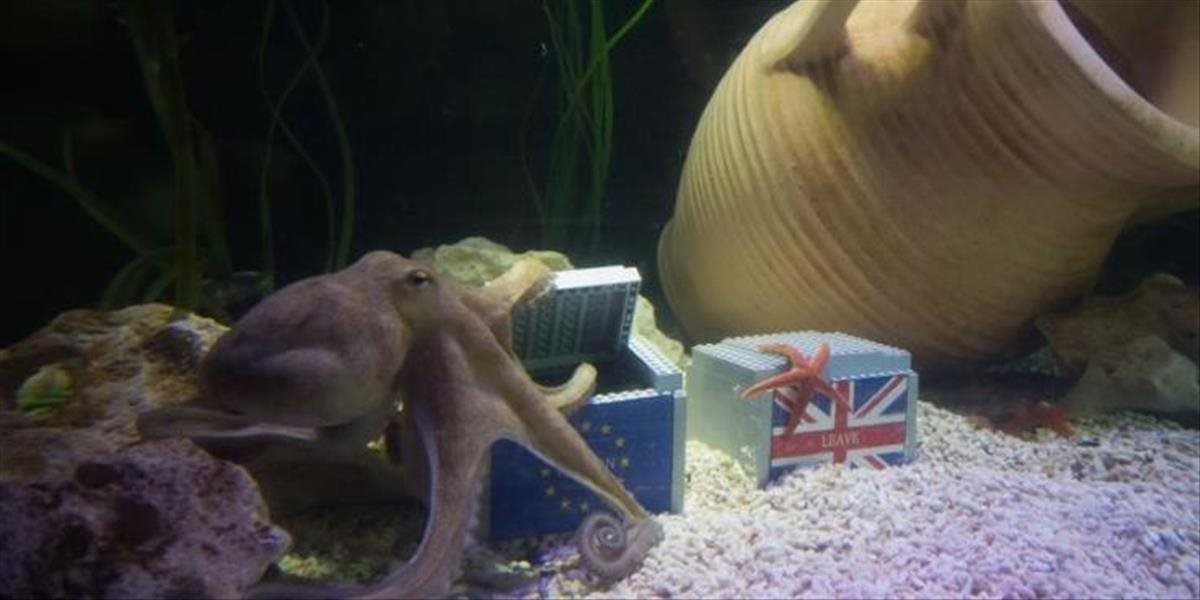 VIDEO Chobotnica Otto predpovedala v Manchestri, že Briti sa rozhodnú pre EÚ