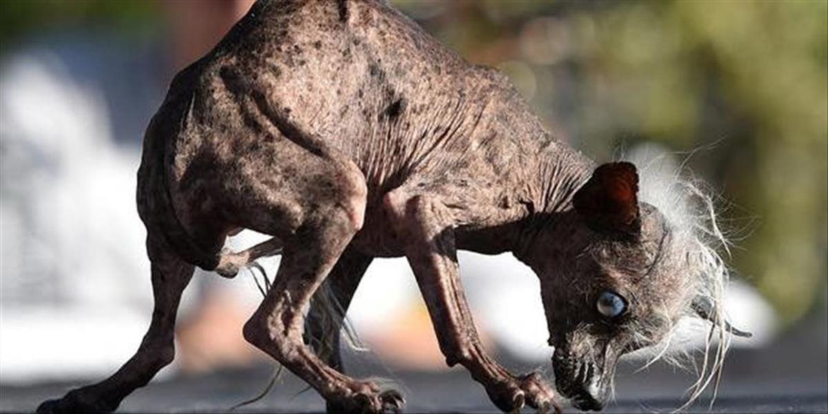 Slepý kríženec Sweepee Rambo bol korunovaný ako najškaredší pes sveta