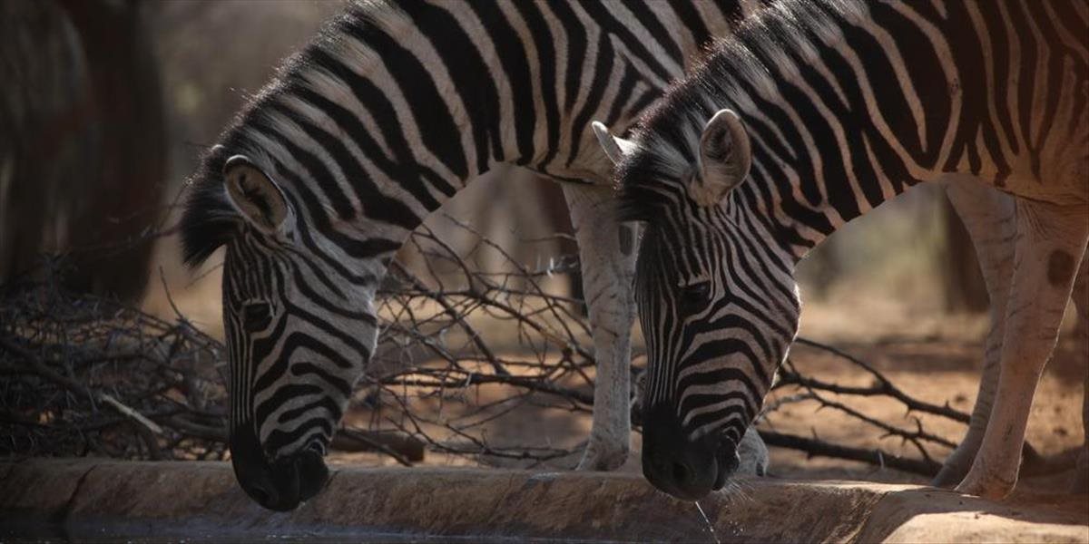 Z cirkusu v Beroune utiekli dve zebry, jedna sa utopila v rieke
