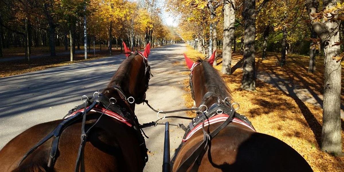 Turisti vo Viedni počas horúčav nemôžu rátať s fiakrami, kone majú voľno