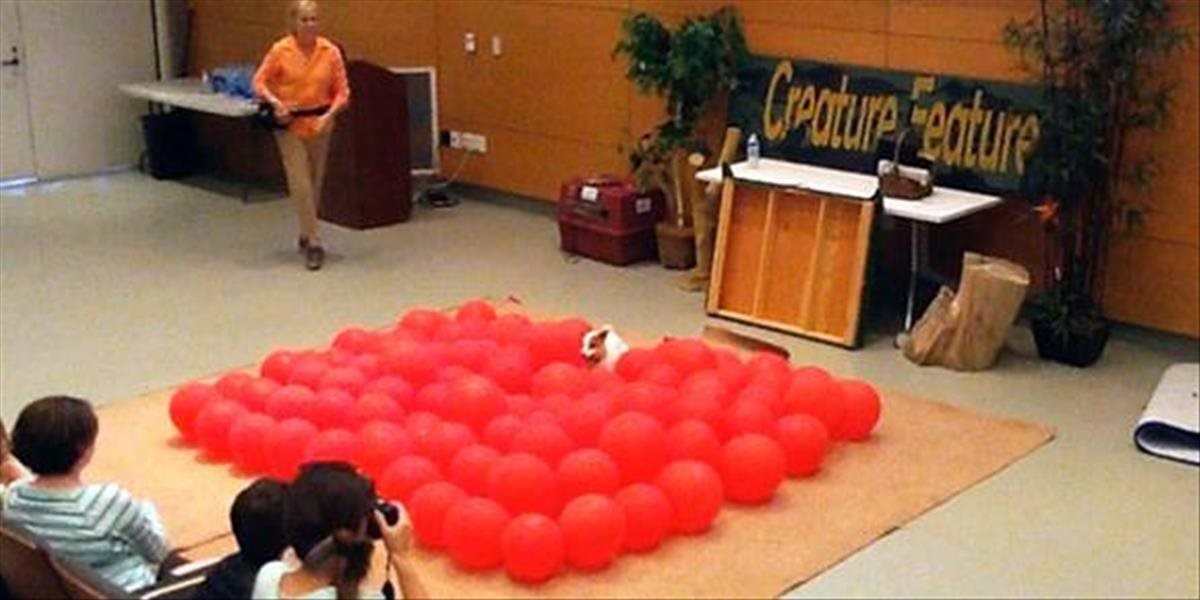VIDEO Jack Russell teriér prekonal rekord v praskaní balónov