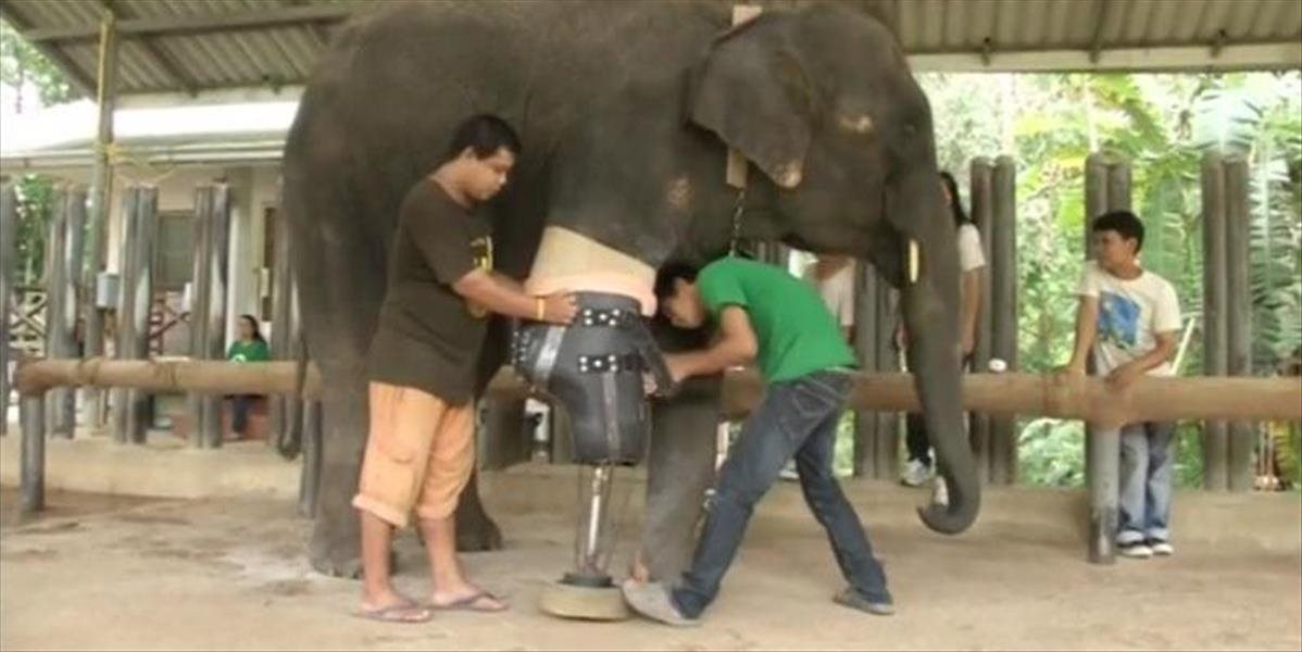 VIDEO Thajská slonica Mosha, ktorá prišla o nohu, dostala novú protézu