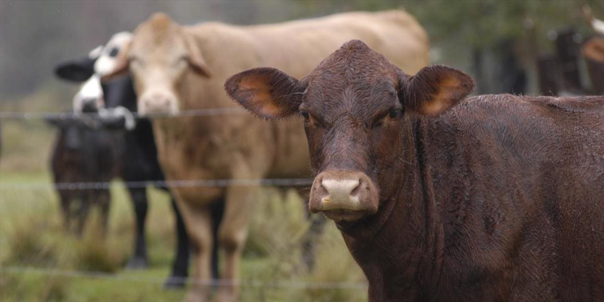 Polícia vyšetruje krádež hovädzieho dobytka v obci Lastomír