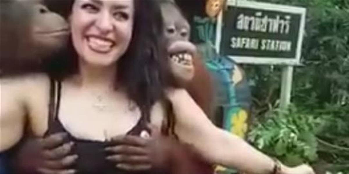 VIDEO Drzý opičiak chytil turistku za prsia