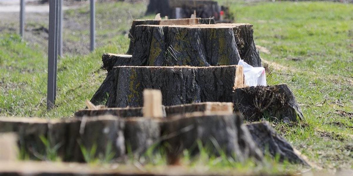 Muž dal bez povolenia vyrúbať takmer 2-tisíc stromov