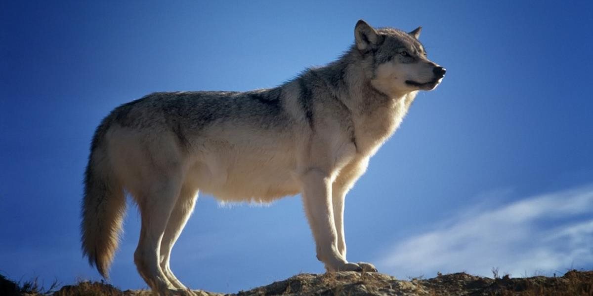 V chránenej poľovnej oblasti pri Poľane vyčíňajú vlky