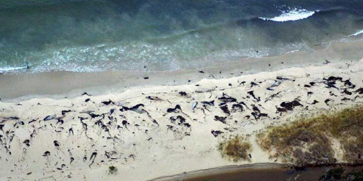 Na juhu Čile objavili desiatky uhynutých veľrýb