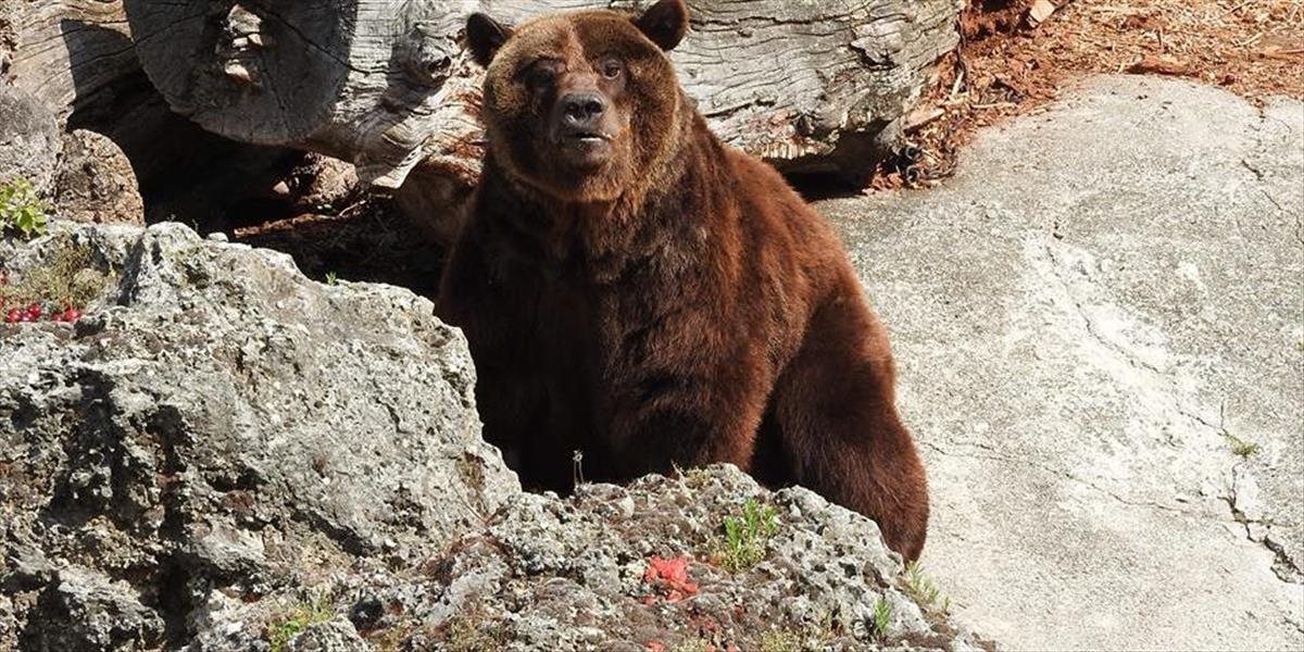 Poplach v bojnickej zoo: Z výbehu ušiel medveď, utratili ho - pre istotu