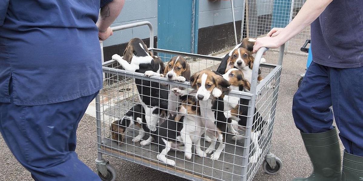 Belgicko robí pokusy na zvieratách vo veľkom: V roku 2014 použili 1578 psov a 120 mačiek