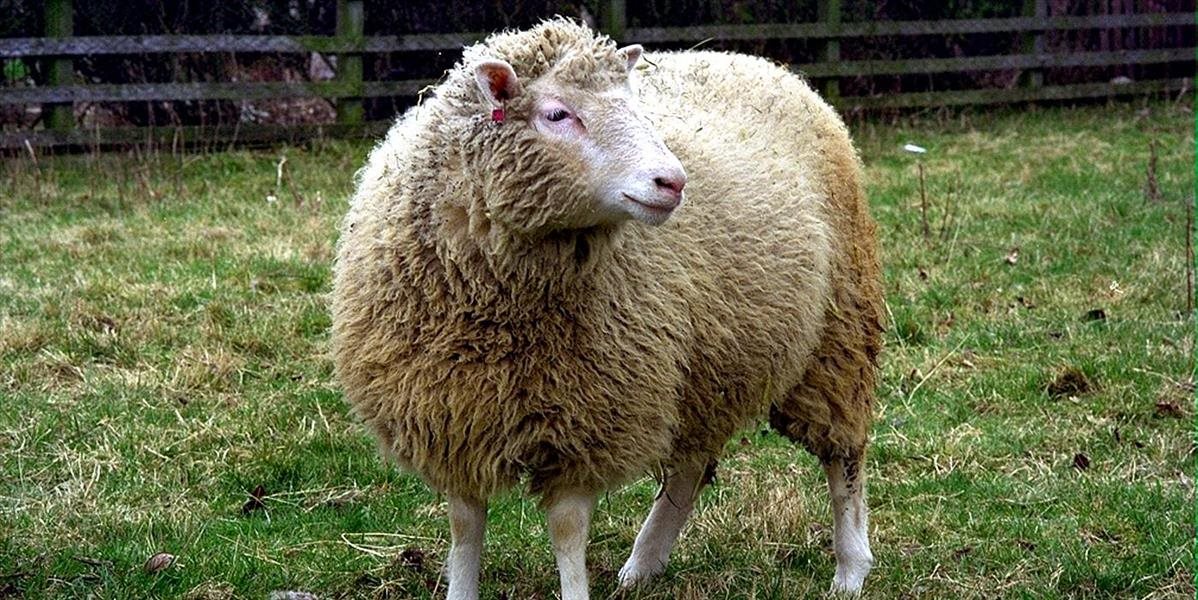Súrodenci ovce Dolly naklonovanej z dospelých telových buniek sú všeobecne zdraví, tvrdia vedci