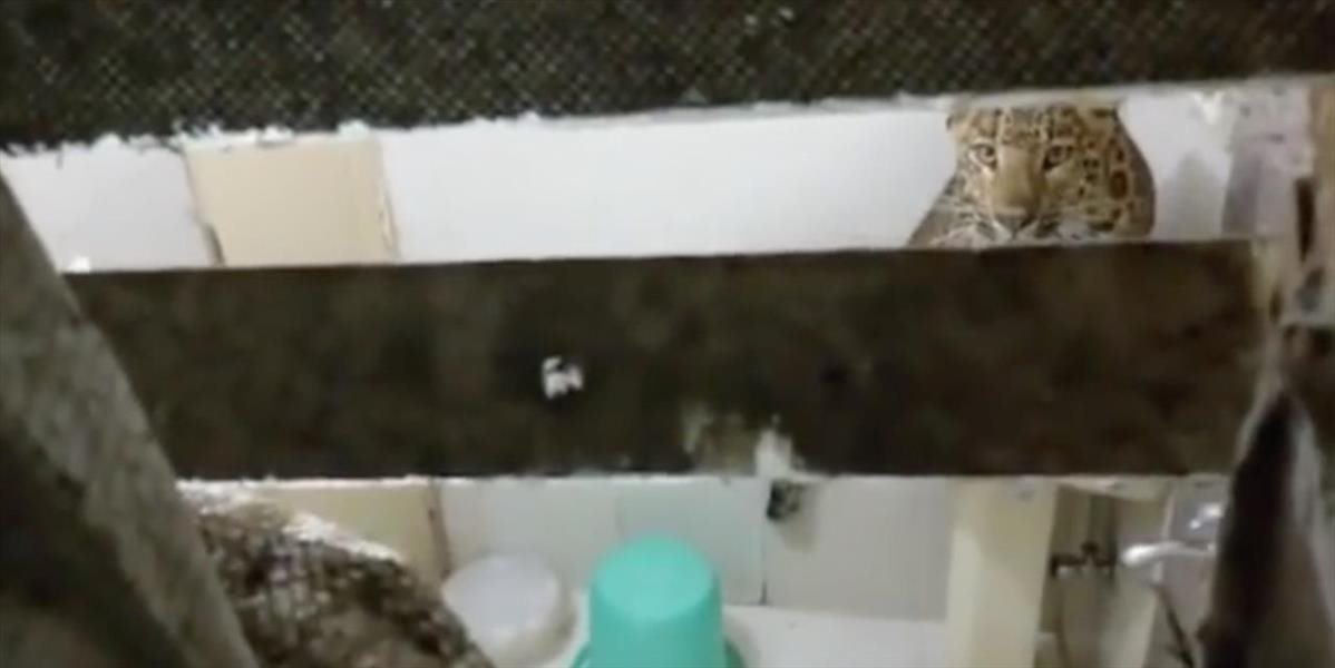 VIDEO Manželov spiacich v hotelovej izbe prekvapil leopard