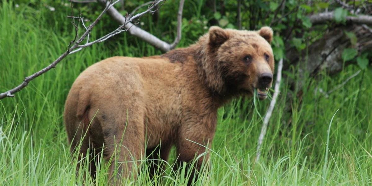 Problém s medveďmi v Tatrách neutícha, vyriešiť by ho mohli odpadové staničky