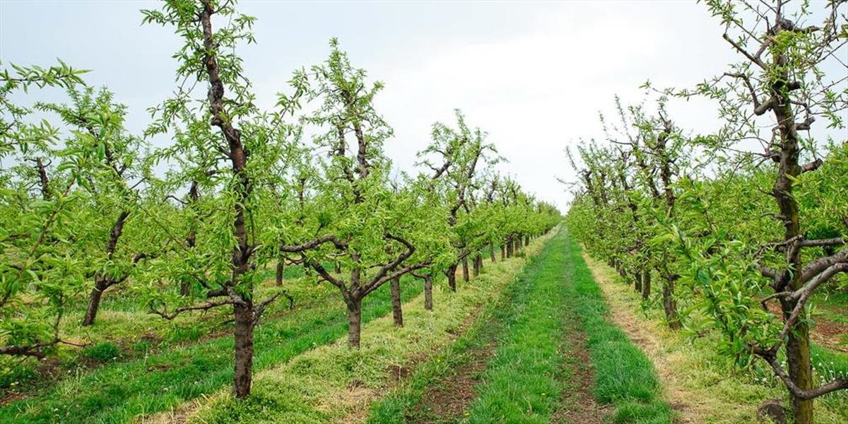 Slovenskí ovocinári dopestujú v tomto roku o polovicu menej úrody