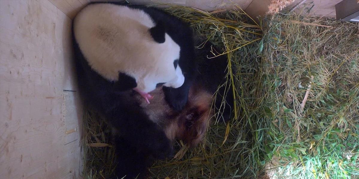 Vo viedenskej zoo sa narodilo mláďa vzácnej pandy veľkej