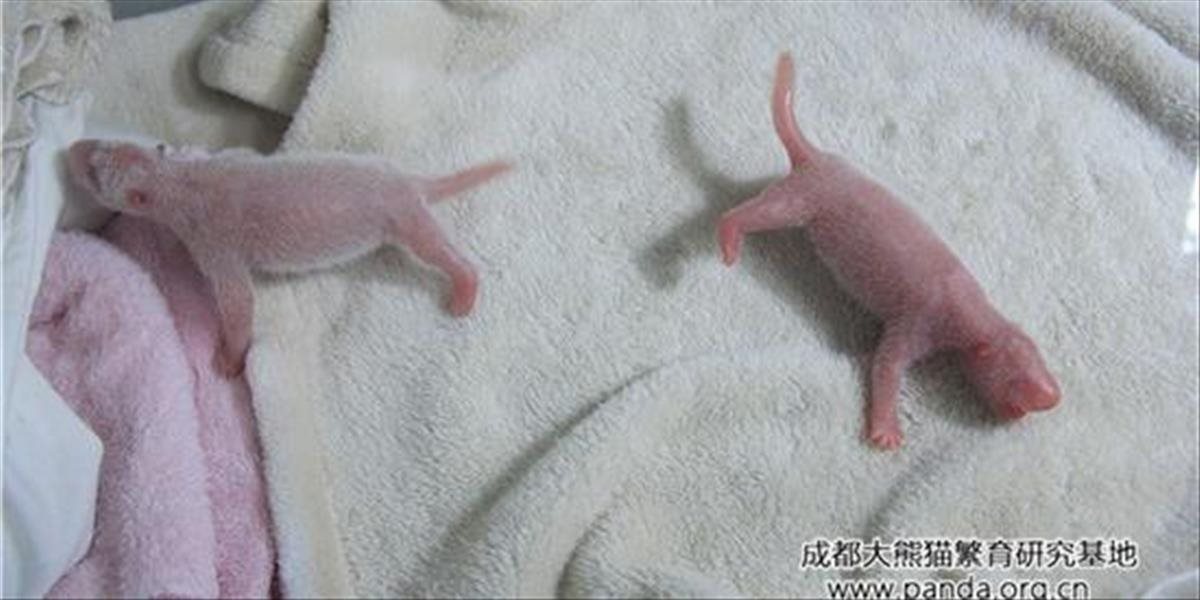 V chovnom centre v čínskom Čcheng-tu sa narodili dvojčatá pandy veľkej