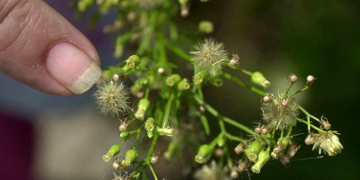 Zdravotný stav polinotikov naďalej komplikuje peľ inváznych rastlín