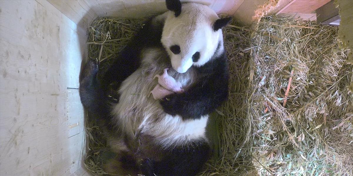 FOTO Vo viedenskej zoo majú veľkú radosť: Panda veľká po týždni porodila ďalšie mláďa