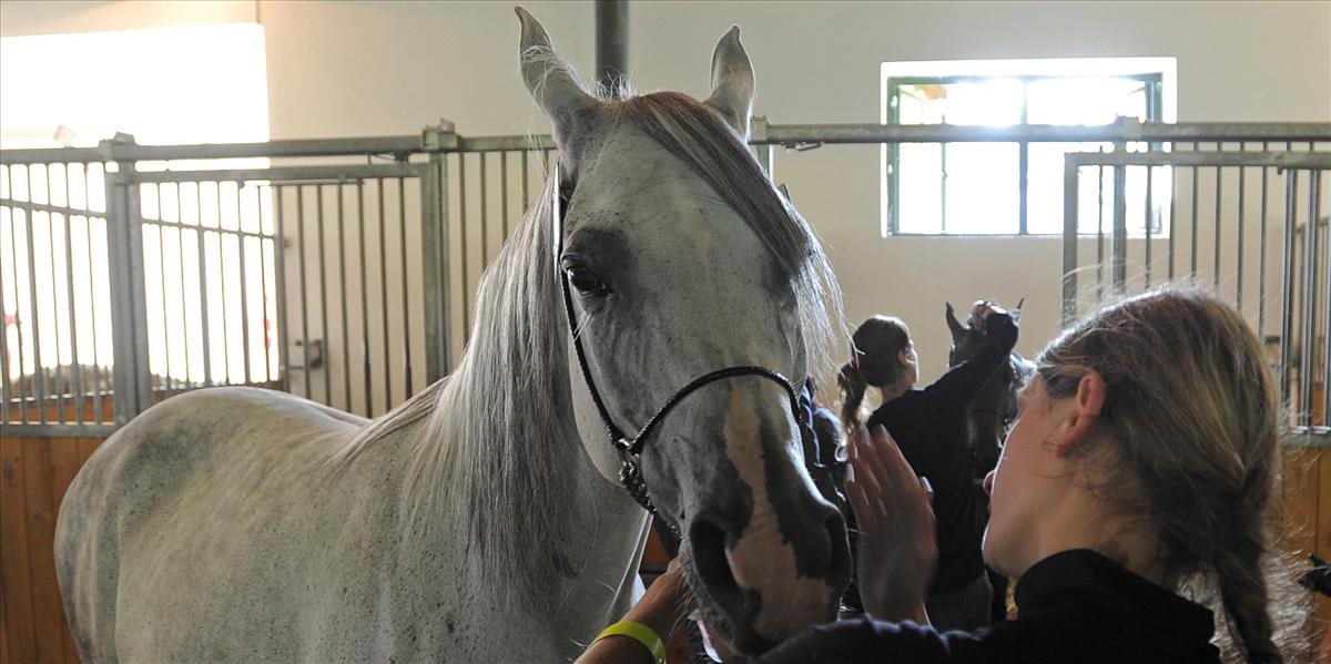 V Nových Zámkoch prepukla infekčná anémia koní, preteky v Topoľčiankach odložili