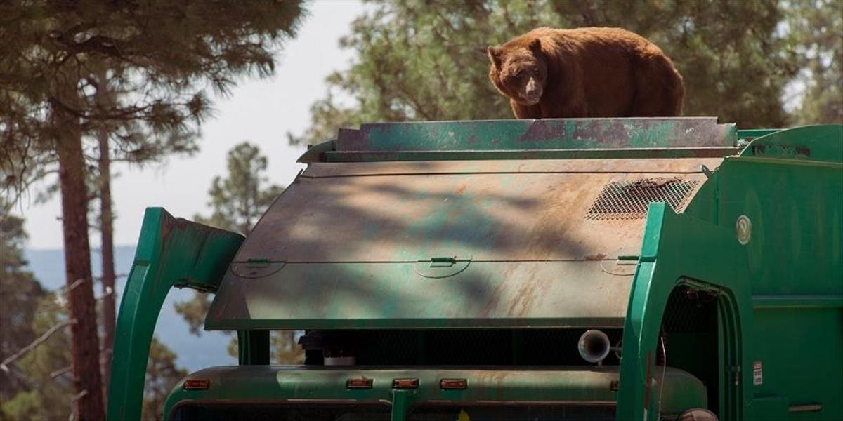 Na zabezpečenie kontajnerov pred medveďmi poputuje 1,5 milióna eur