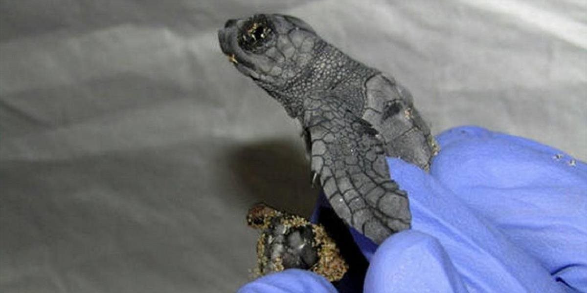 Biológovia zachránili silnejšiu z korytnačích siamských dvojičiek