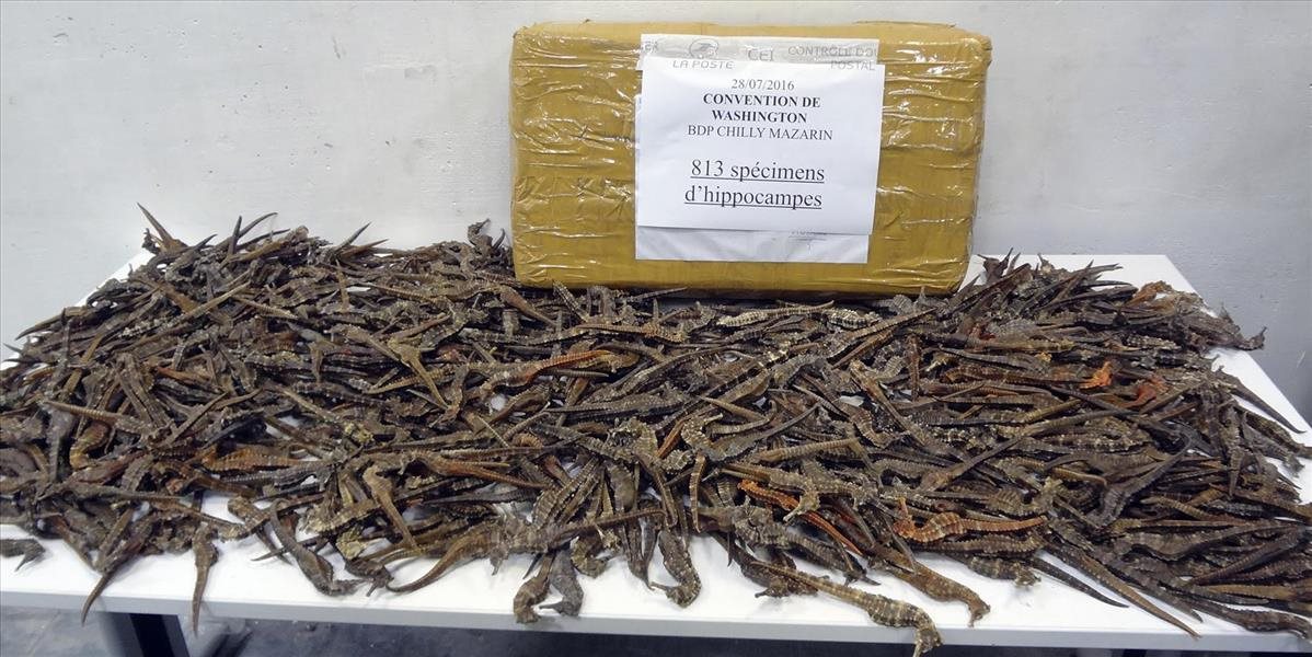 Francúzski colníci našli balíky s tisíckami pašovaných mŕtvych morských koníkov