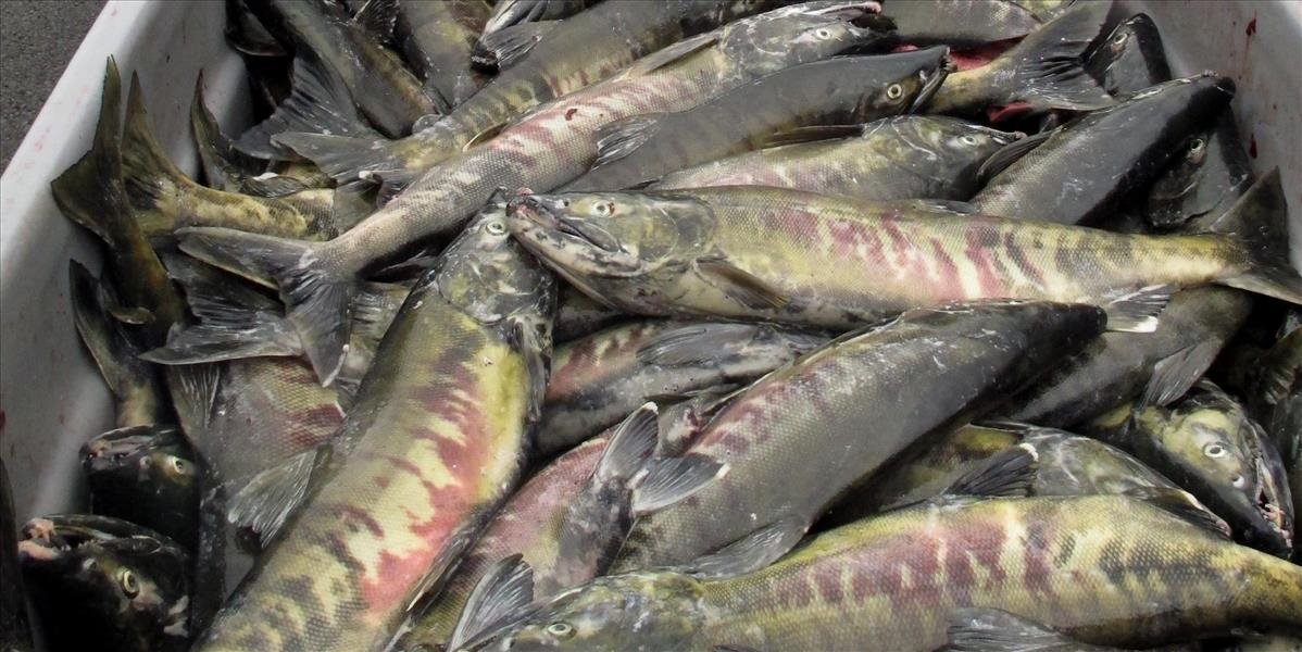 EK dostala tisícky hlásení o potravinových rizikách, ortuť v rybách či salmonelóza v ovocí