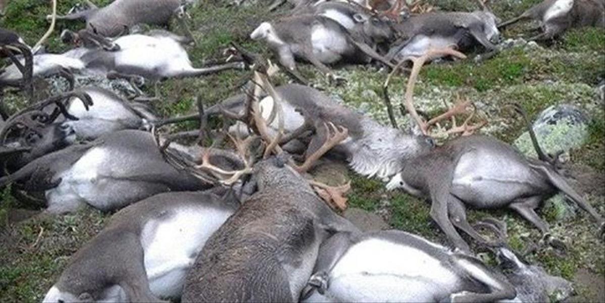 FOTO Blesk zabil v Nórsku vyše 300 divokých sobov