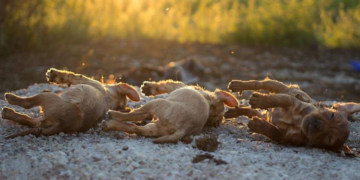 FOTO len pre silné žalúdky: V Holíči našli jamu plnú mŕtvych šteniatok