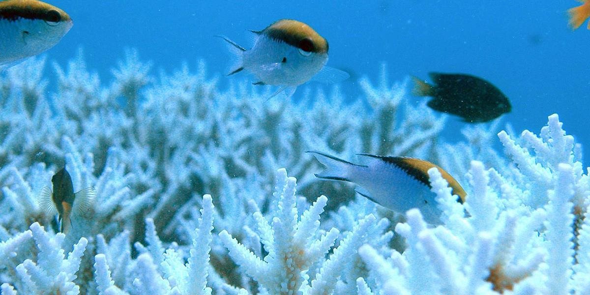 Austrálski vedci objavili za Veľkou koralovou bariérou rozsiahly podmorský útes