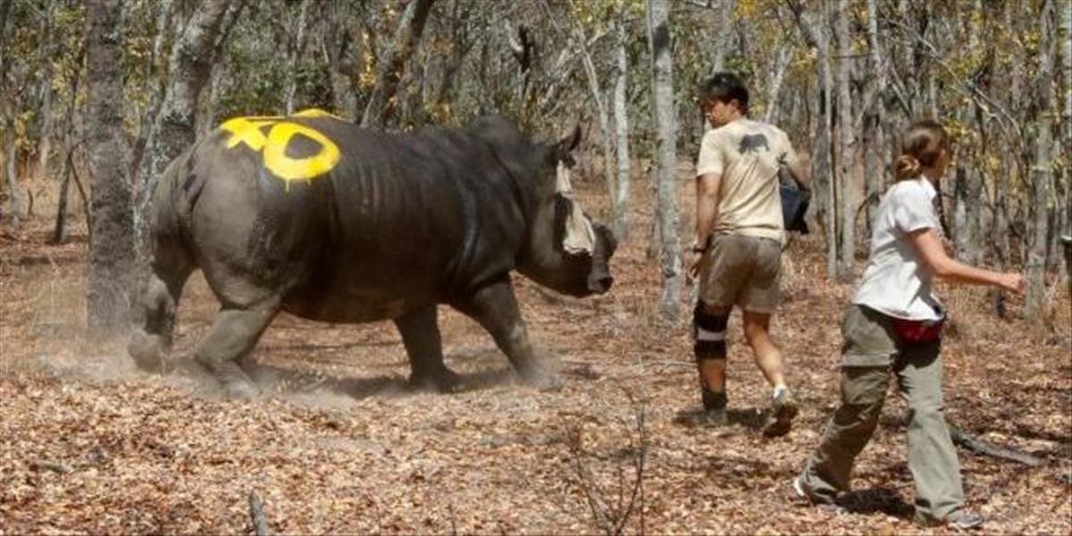 Zimbabwe odstráni rohy 700 nosorožcom, aby zastavila pytliactvo
