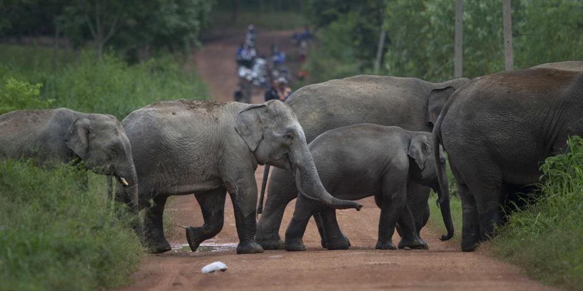 Slony pralesné sa rozmnožujú veľmi pomaly