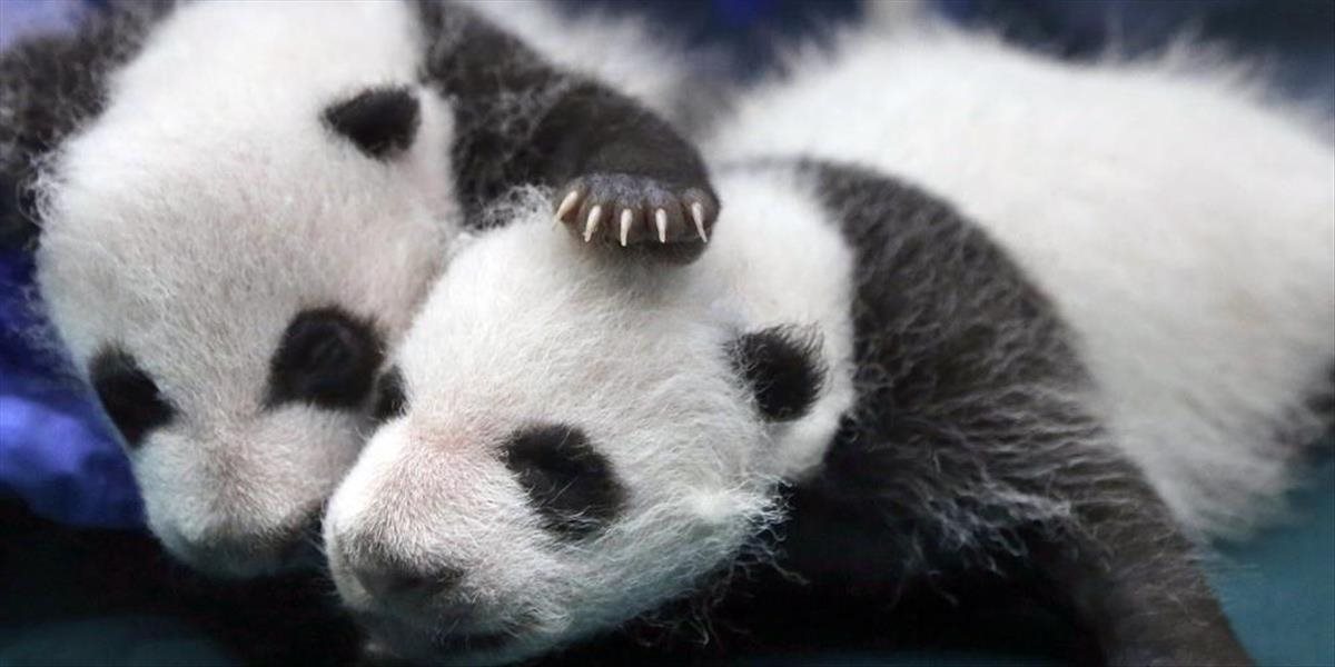 VIDEO Panda obrovská v atlantskej ZOO opäť porodila dvojičky