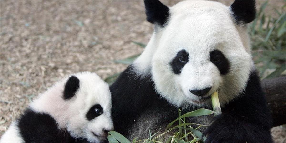 Pandu veľkú vyradili zo zoznamu ohrozených druhov; jej populácia rastie