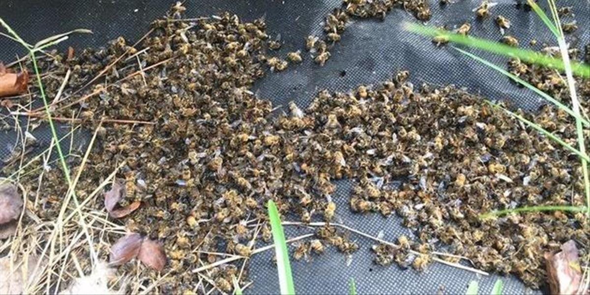 Obrovský omyl: V Južnej Karolíne chceli zabiť komáre, usmrtili však včely