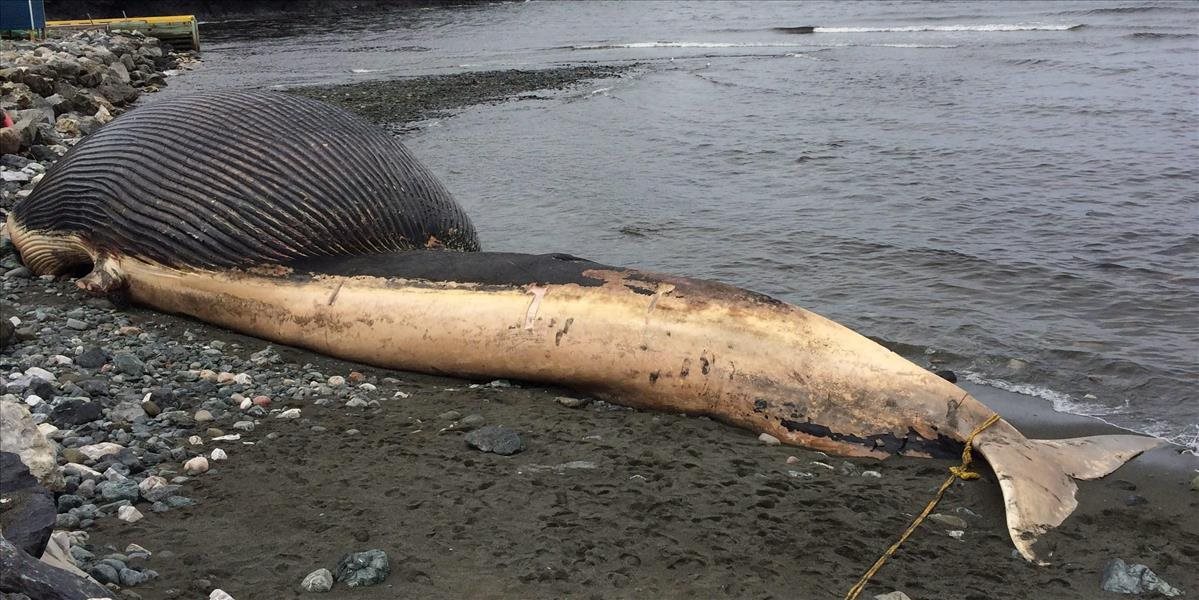 Japonsko opäť začalo pri ostrove Hokkaido kontroverzný lov veľrýb