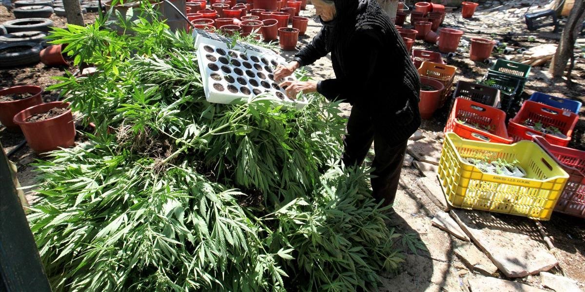 Albánska polícia zničila 1,7 milióna rastlín marihuany