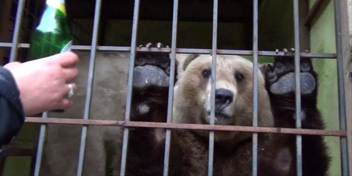 FOTO a VIDEO Ľudská krutosť nemá hraníc: Toto sú najsmutnejšie medvede na svete