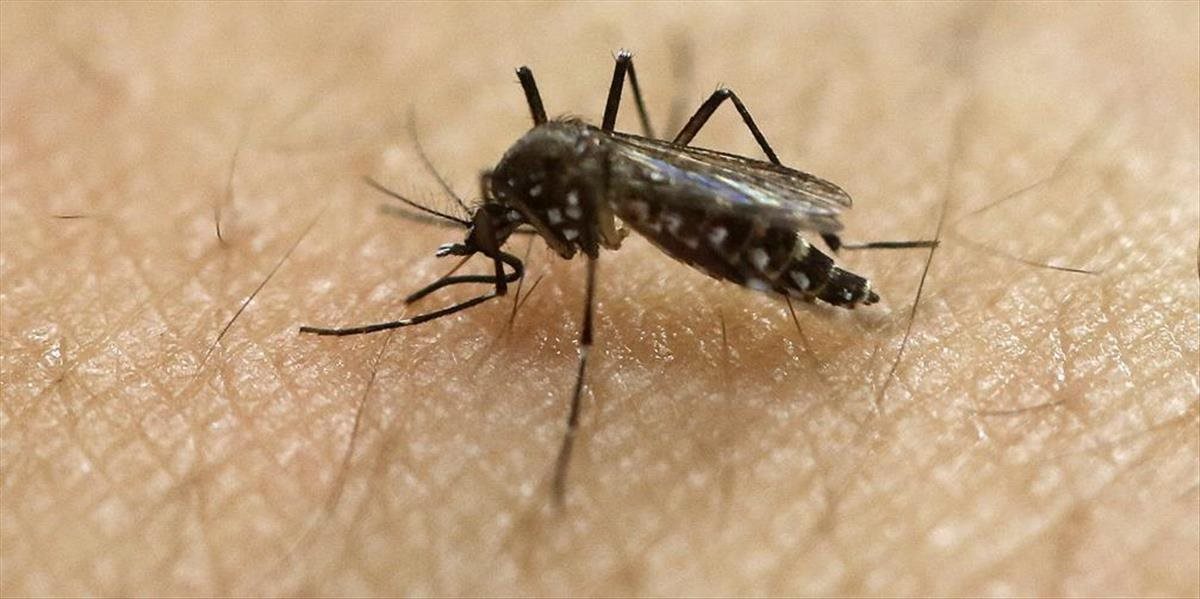 Objav vedcov: Bežné komáre neprenášajú vírus zika