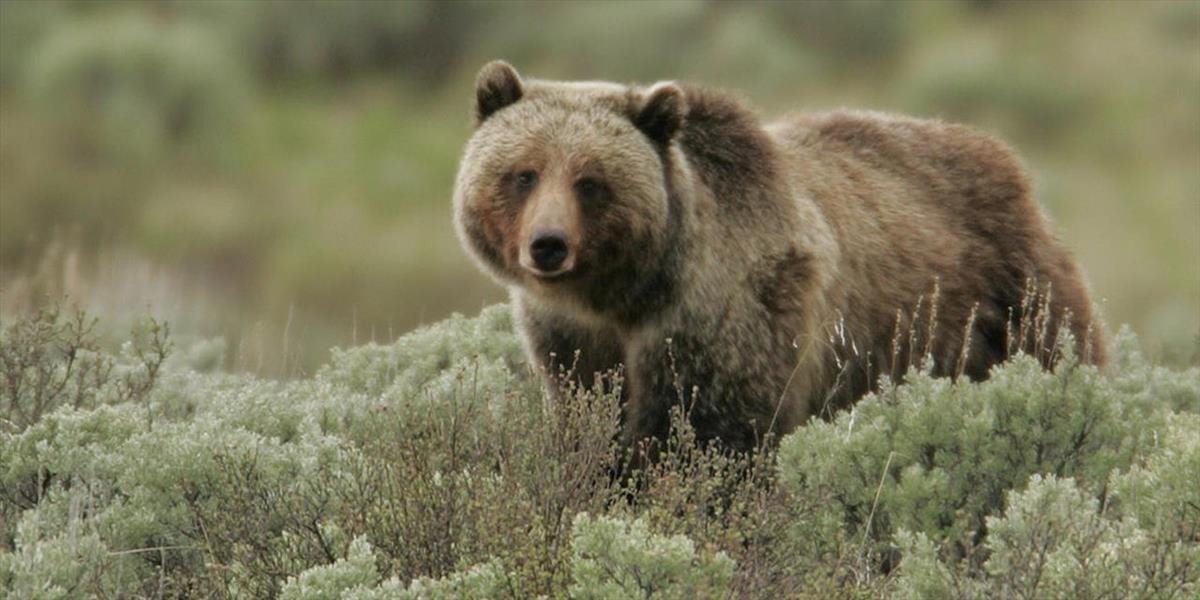 Medvede v Tatrách lákajú turistov, tí ich chodia pozorovať
