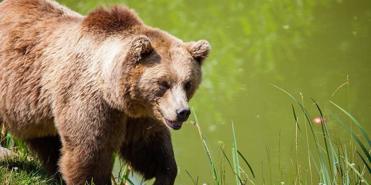 Českí turisti, ktorých v Tatrách napadol medveď, porušili návštevný poriadok
