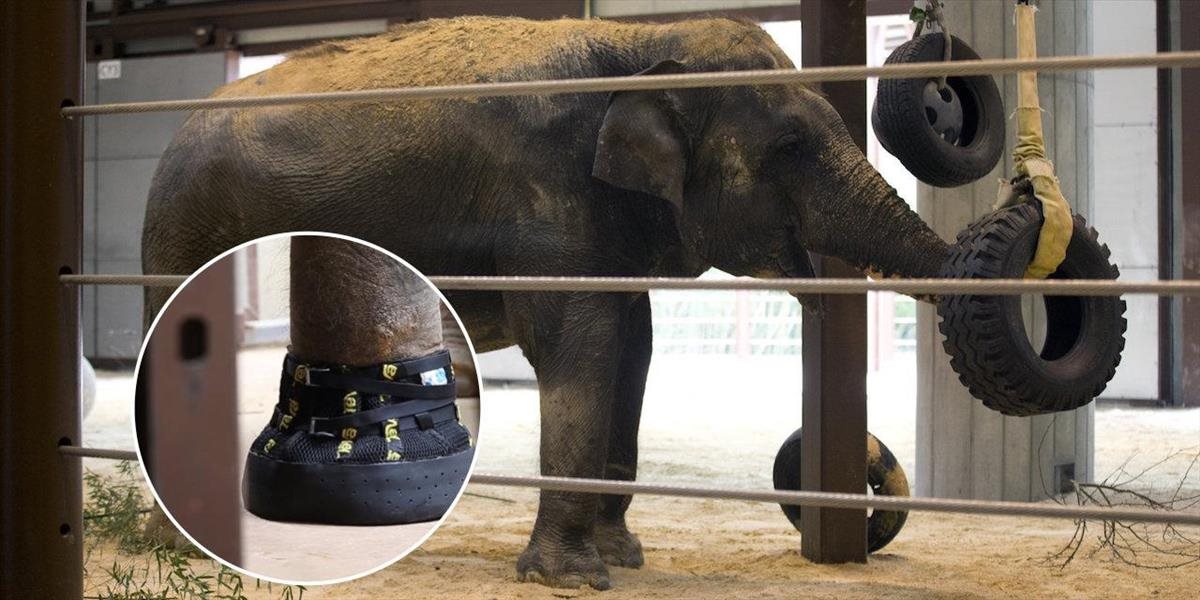 VIDEO Slonica vo washingtonskej zoo dostala topánky vyrobené na mieru