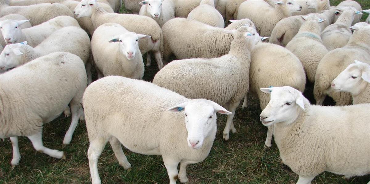 Liptovskí chovatelia oviec hodnotia letnú sezónu pozitívne