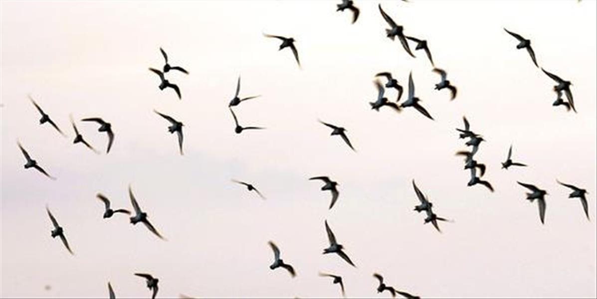 Záhada: Na ulicu v Bostone sa zrútili vyše štyri desiatky spevavých vtákov