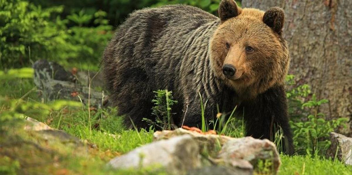 Turistov v Tatrách vystrašil medveď, zasahovali aj horskí záchranári