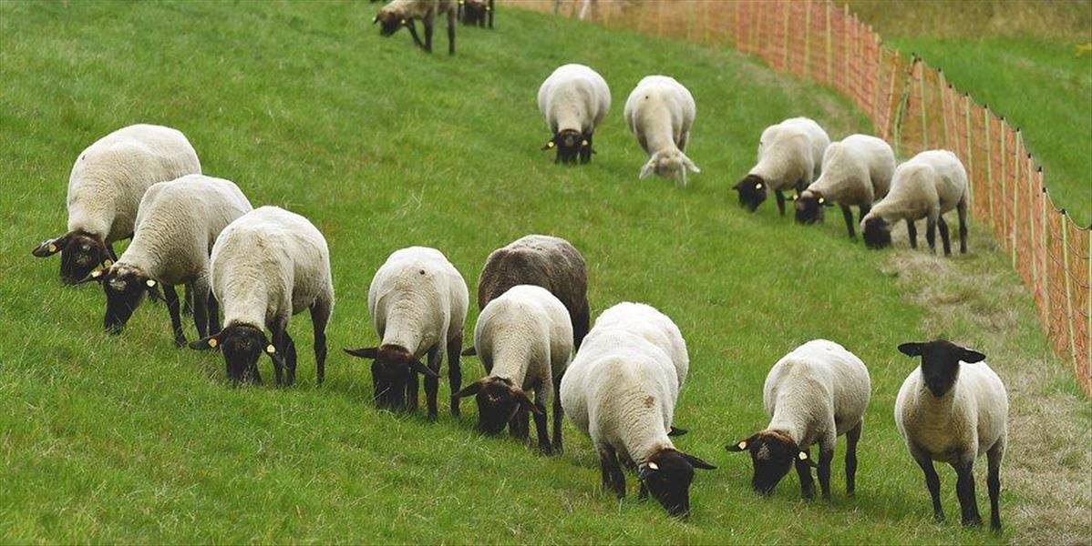 Nemeckú políciu zaskočila bezprizorná črieda oviec, o ktoré sa museli postarať