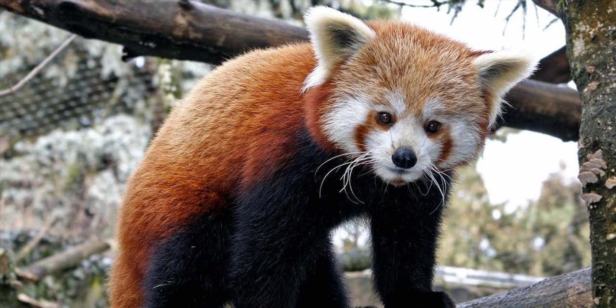 K obyvateľom bojnickej zoo pribudol samček pandy červenej