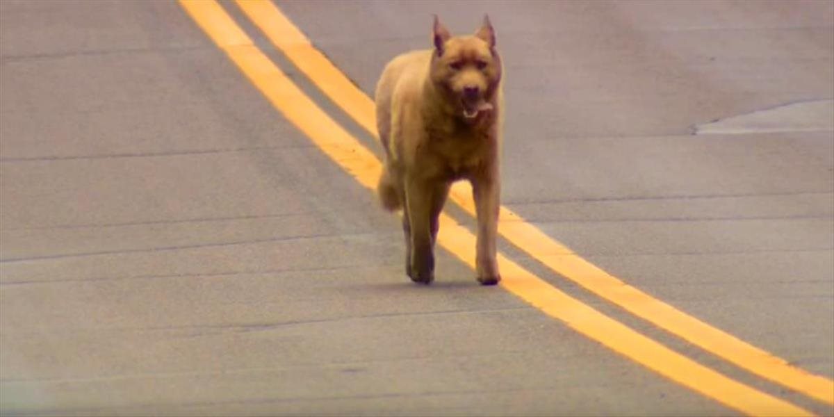 VIDEO Tento pes je ikonou mesta: Každý deň prejde kilometre, aby všetkých pozdravil